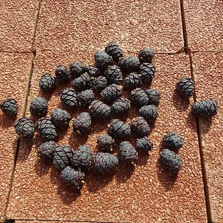 Landhaus Tschafein * Galtuer