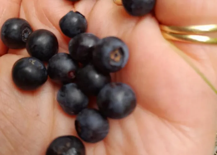 Apartmán Tschafein Galtür