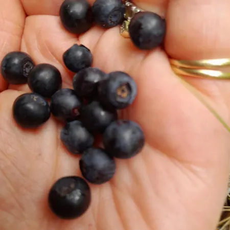 Апартаменты Tschafein Гальтюр