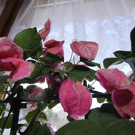 Tschafein * Гальтюр